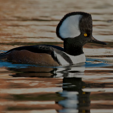 Hooded Merganser