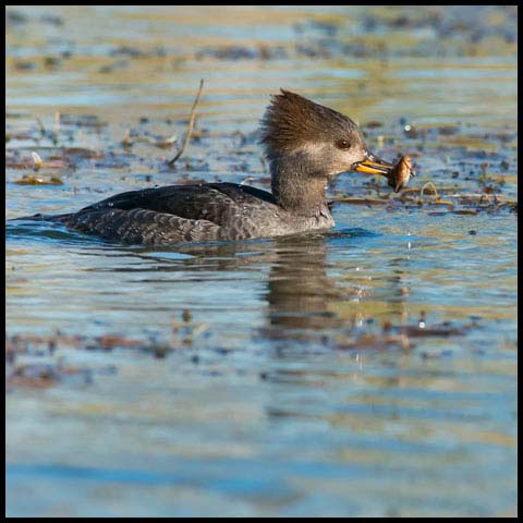 Hooded Merganser