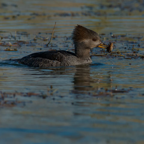 Hooded Merganser
