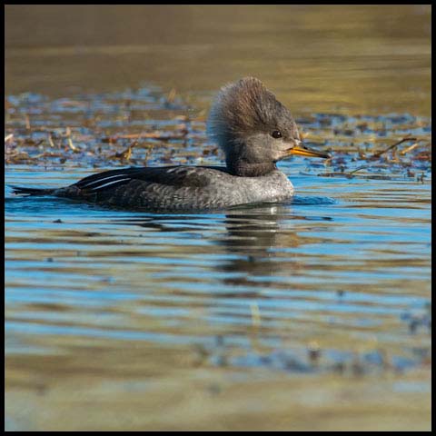 Hooded Merganser