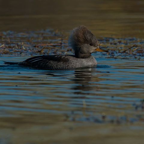 Hooded Merganser