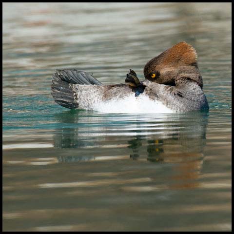 Hooded Merganser