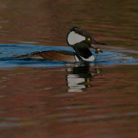 Hooded Merganser