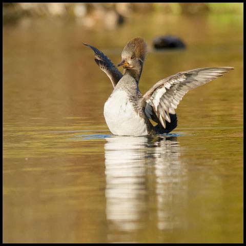 Hooded Merganser