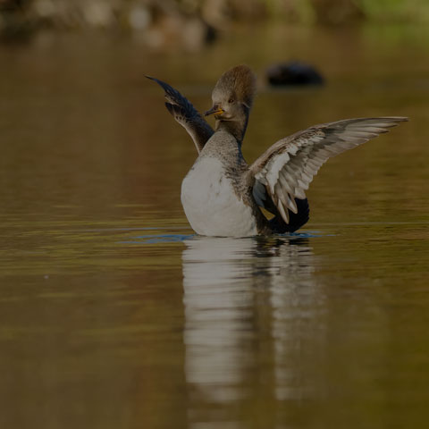 Hooded Merganser