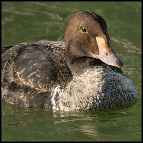 King Eider