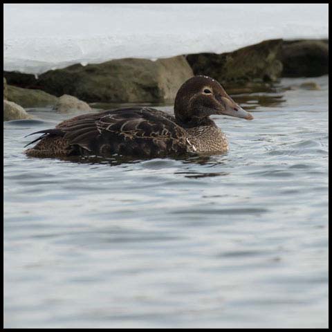 King Eider