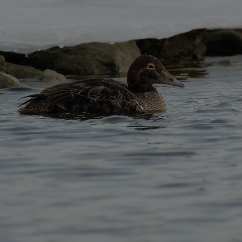 King Eider