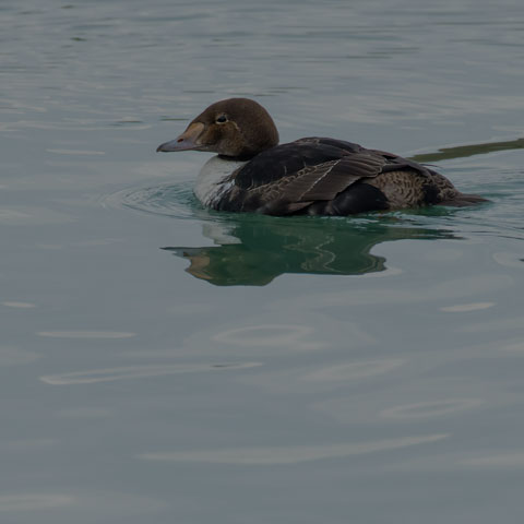 King Eider