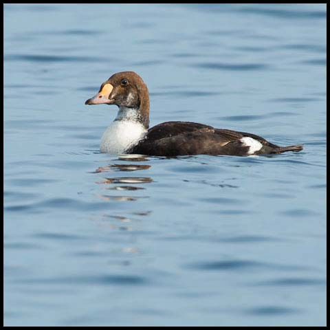 King Eider