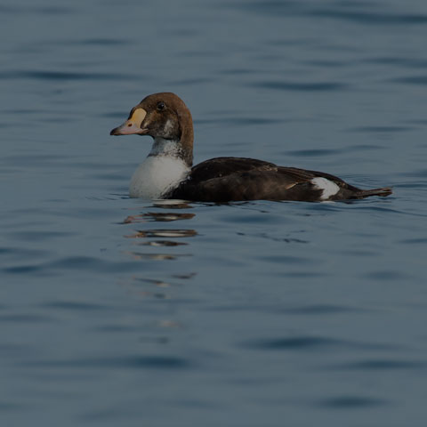 King Eider