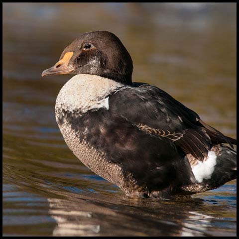 King Eider