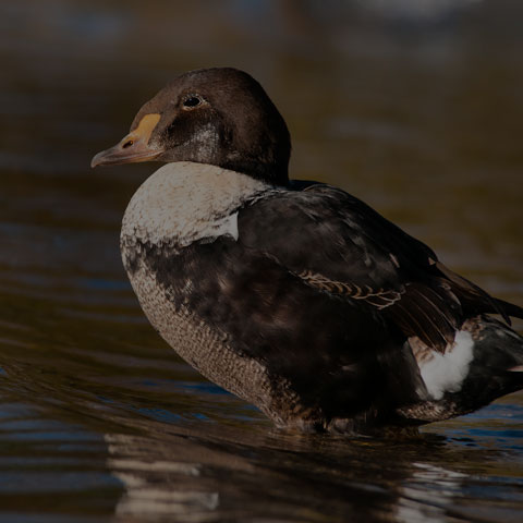 King Eider