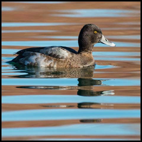 Lesser Scaup