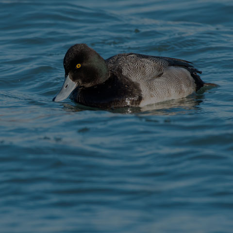 Lesser Scaup