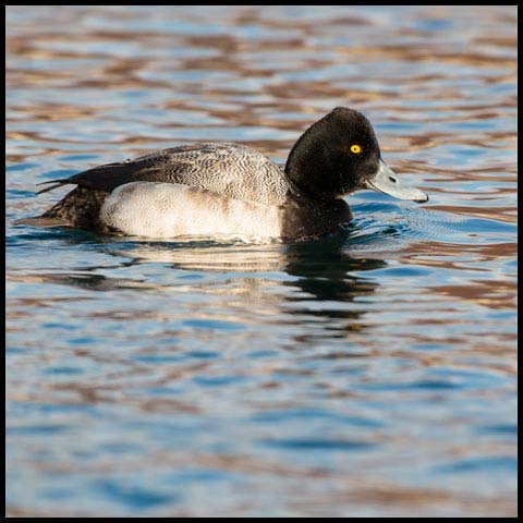 Lesser Scaup