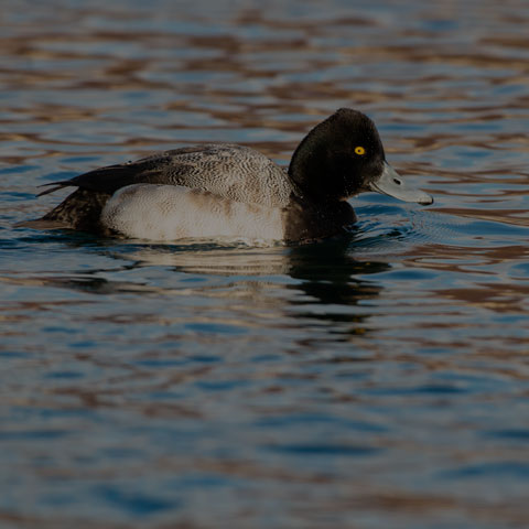 Lesser Scaup