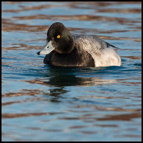 Lesser Scaup