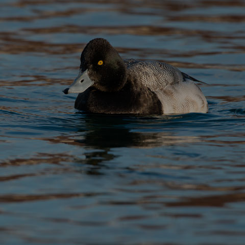Lesser Scaup