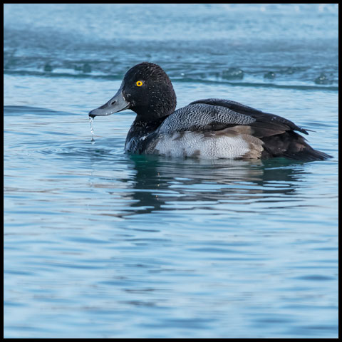 Lesser Scaup