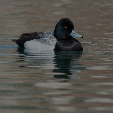 Lesser Scaup