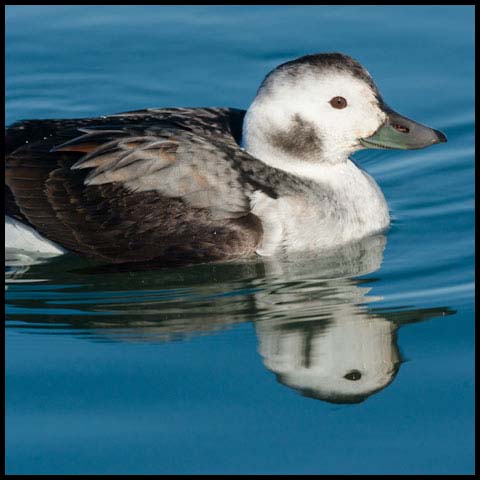 Long-tailed Duck