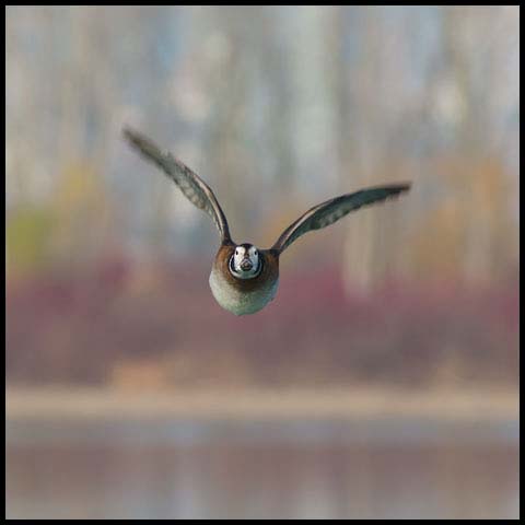 Long-tailed Duck