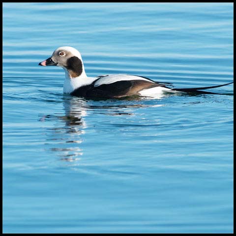 Long-tailed Duck