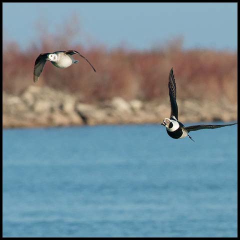 Long-tailed Duck