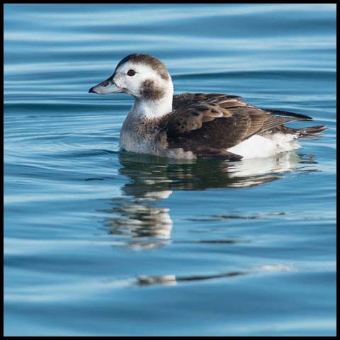 Long-tailed Duck