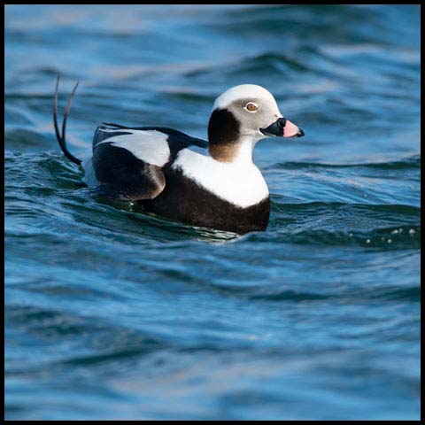 Long-tailed Duck