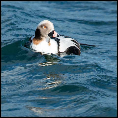 Long-tailed Duck