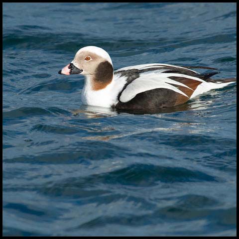 Long-tailed Duck