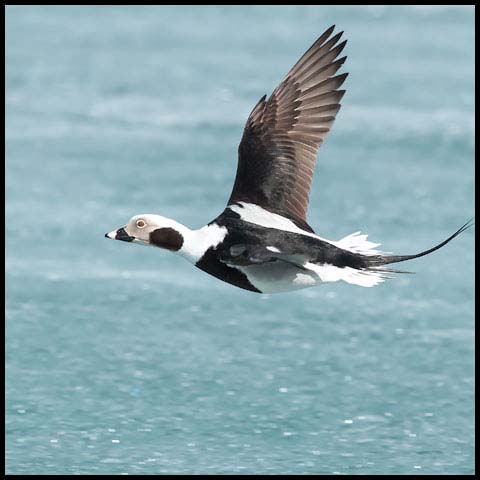 Long-tailed Duck