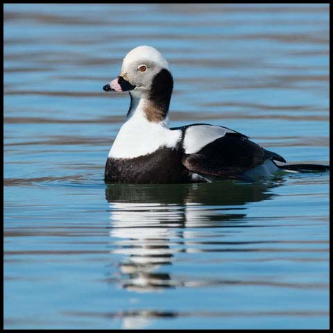 Long-tailed Duck