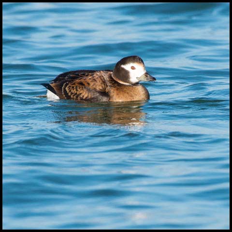 Long-tailed Duck