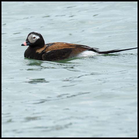 Long-tailed Duck