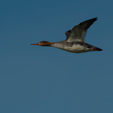 Red-breasted Merganser