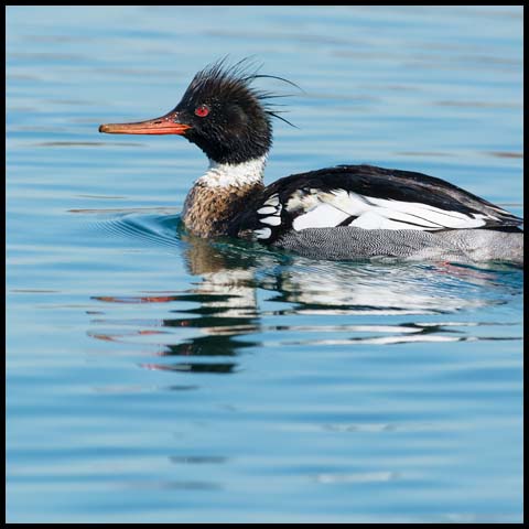 Red-breasted Merganser