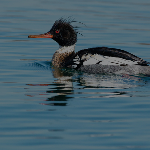 Red-breasted Merganser