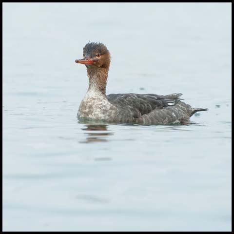 Red-breasted Merganser