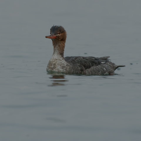 Red-breasted Merganser
