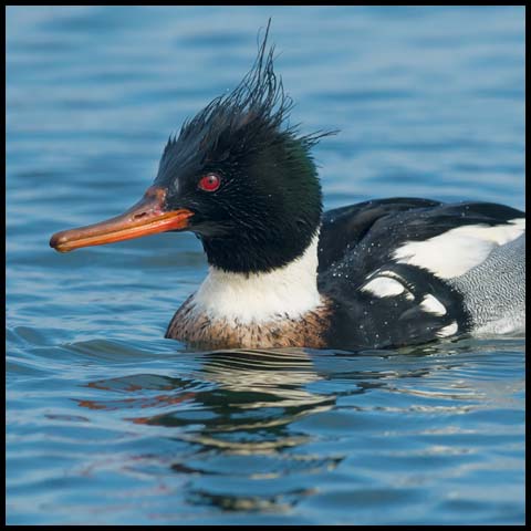 Red-breasted Merganser