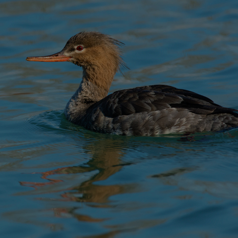 Red-breasted Merganser