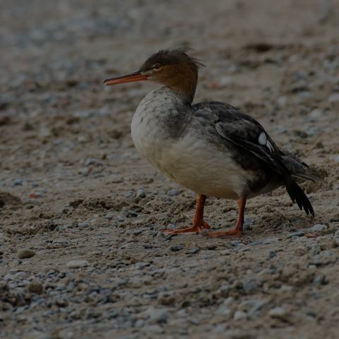 Red-breasted Merganser