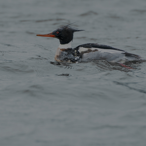 Red-breasted Merganser
