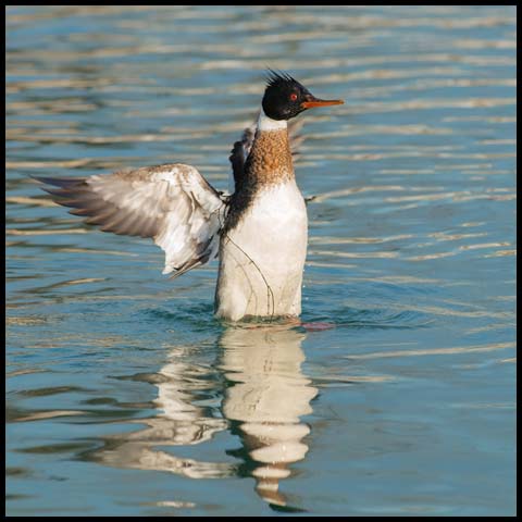 Red-breasted Merganser