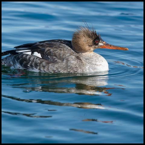 Red-breasted Merganser