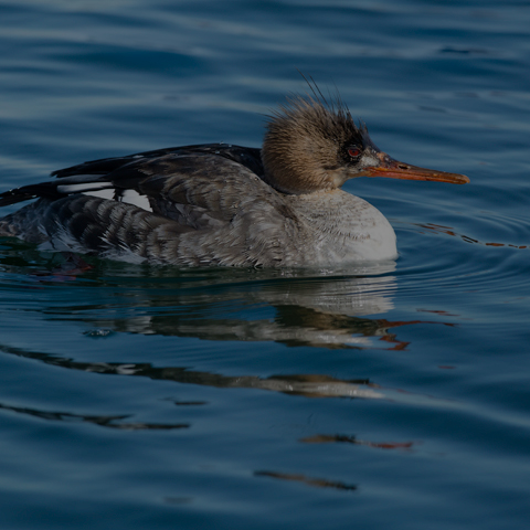 Red-breasted Merganser