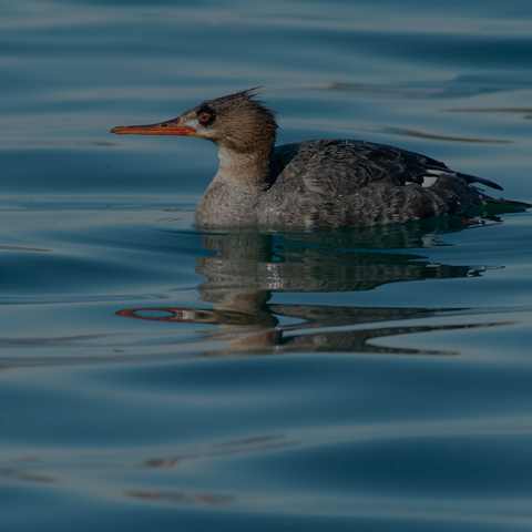 Red-breasted Merganser